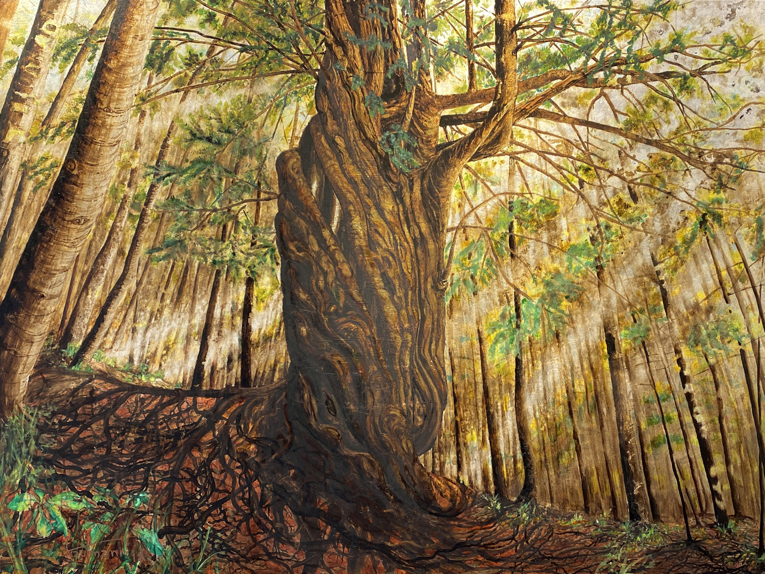 RACINES — L’hommage lumineux d’Ingrid Kaufmann aux géants de la forêt